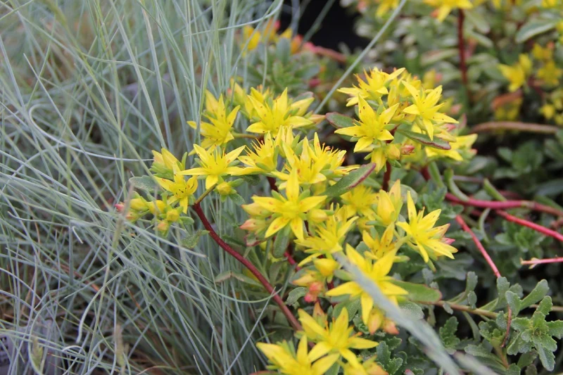 Sedum floriferum 'Weihenstephaner Gold' (Fetthenne)