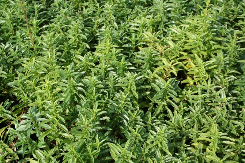 Satureja montana (Bergbohnenkraut)