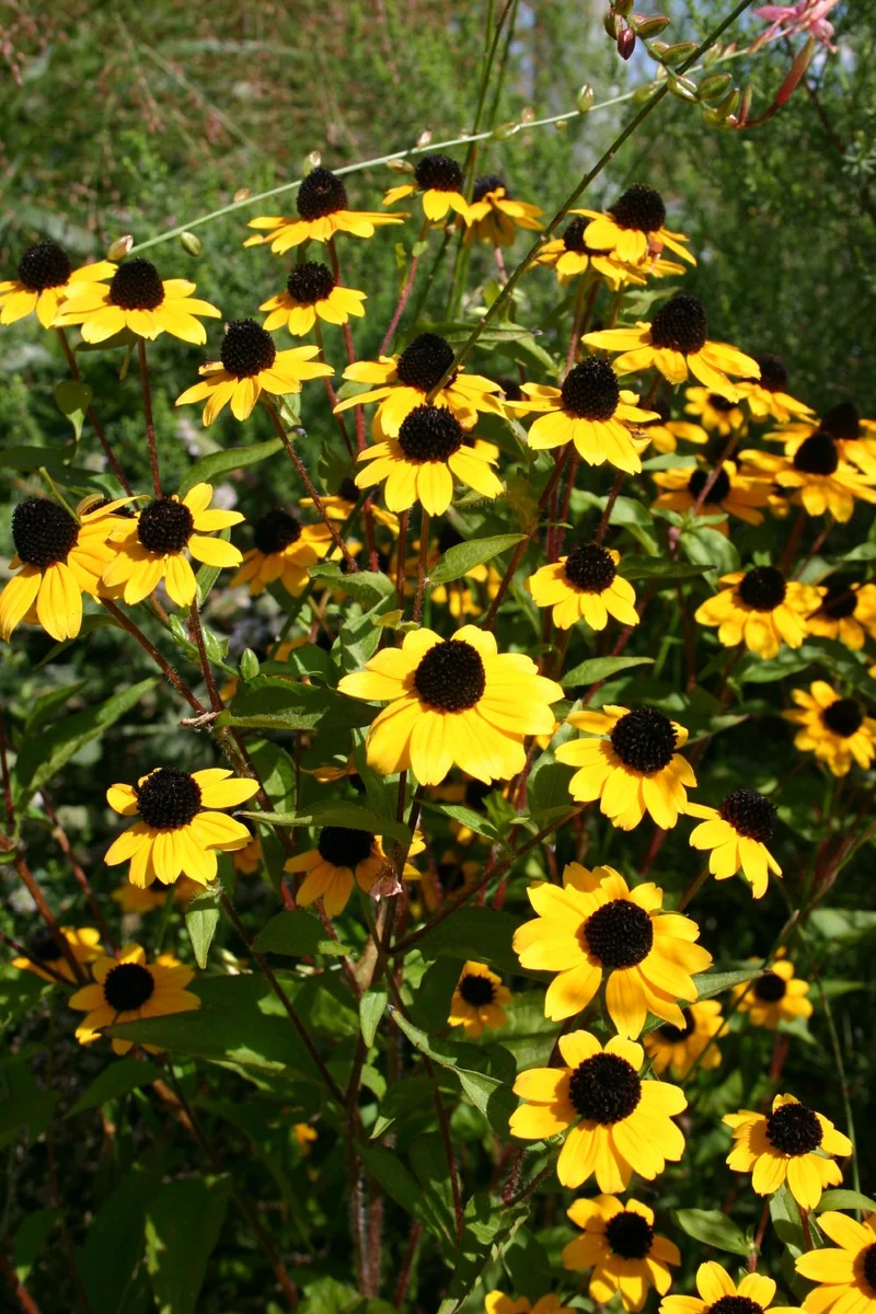 Rudbeckia triloba (Dreilappiger Sonnenhut)