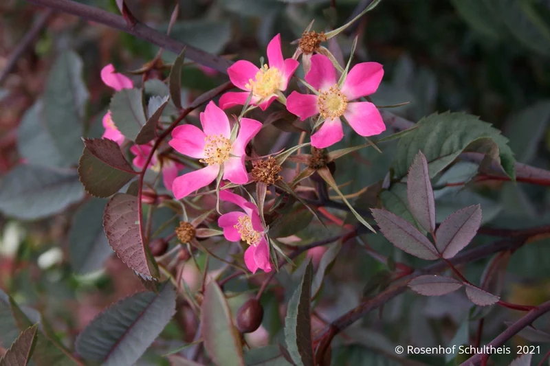 Rose glauca (Hechtrose)