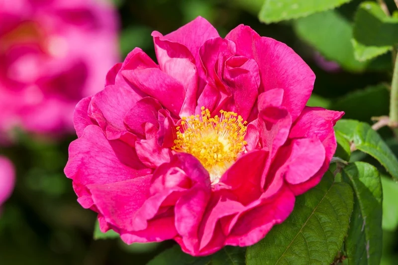 Rose gallica 'Officinalis' (Historische Rose I Apothekerrose)