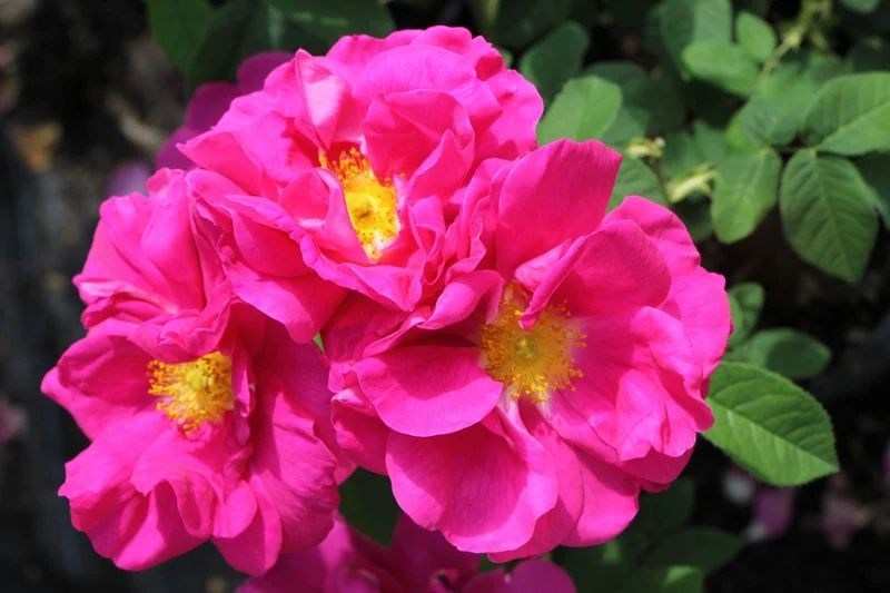 Rose gallica 'Officinalis' (Historische Rose I Apothekerrose)