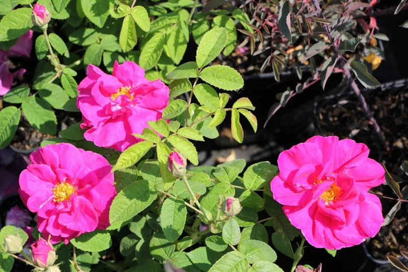 Rose gallica 'Officinalis' (Historische Rose I Apothekerrose)