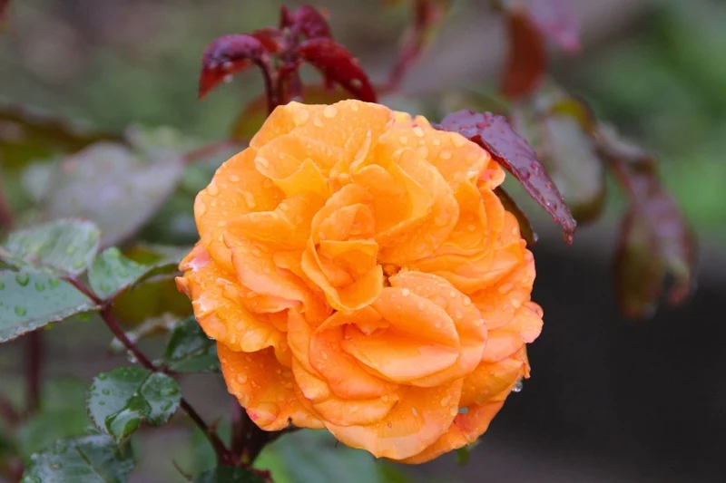 Rose 'Westzeit' (Beetrose)