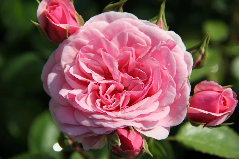 Rose 'Roseninsel' (Beetrose)