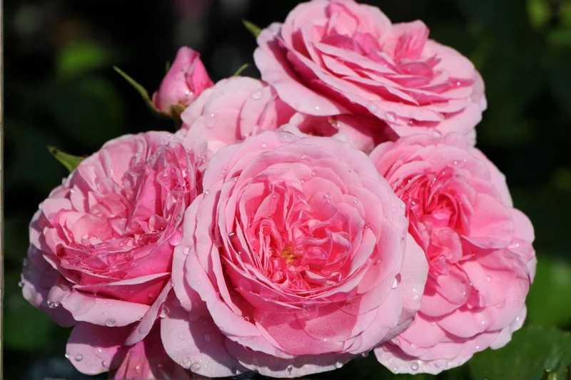 Rose 'Roseninsel' (Beetrose)