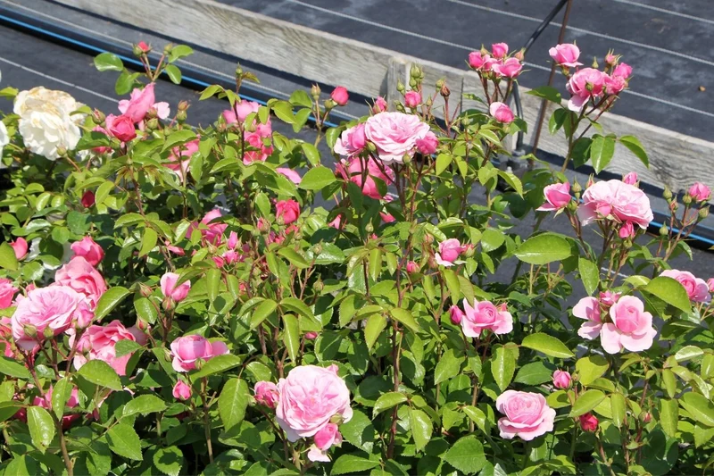 Rose 'Roseninsel' (Beetrose)