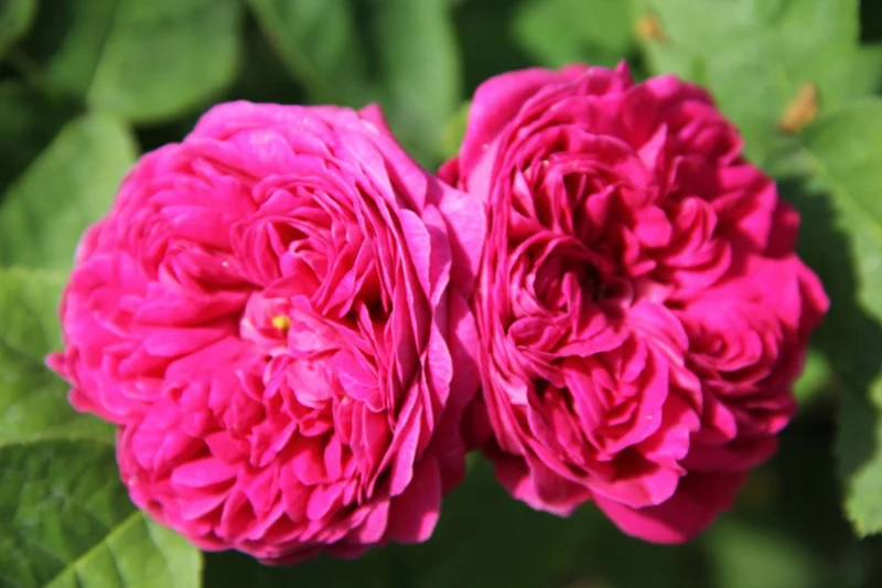 Rose 'Rose de Resht' (Historische Rose)