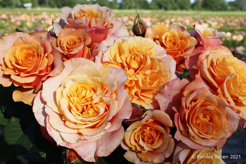 Rose 'La Villa Cotta' (Strauchrose)