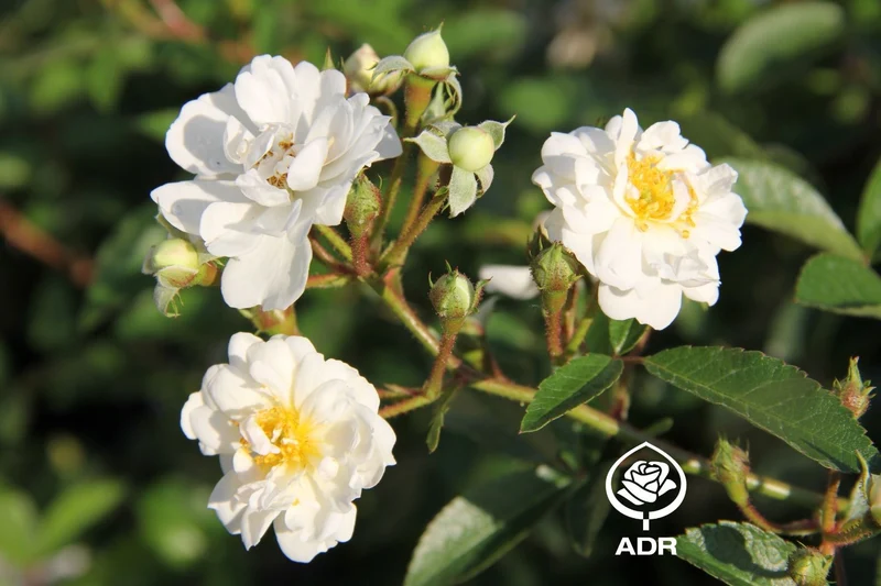 Rose 'Guirlande d'Amour' (Rambler)