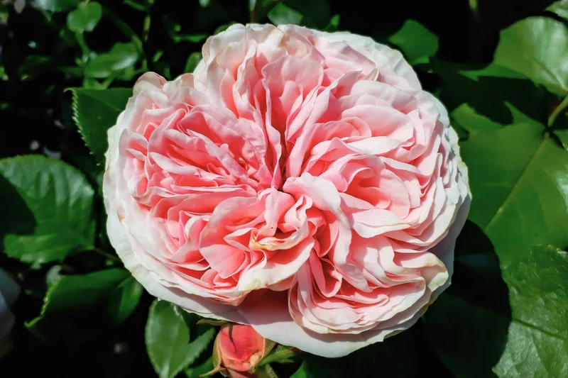 Rose 'Giardina' (Kletterrose)