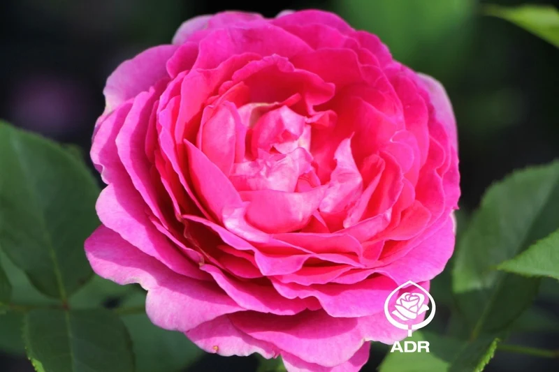 Rose 'Fräulein Maria' (Beetrose)