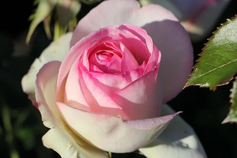 Rose 'Eden Rose' (Strauchrose)