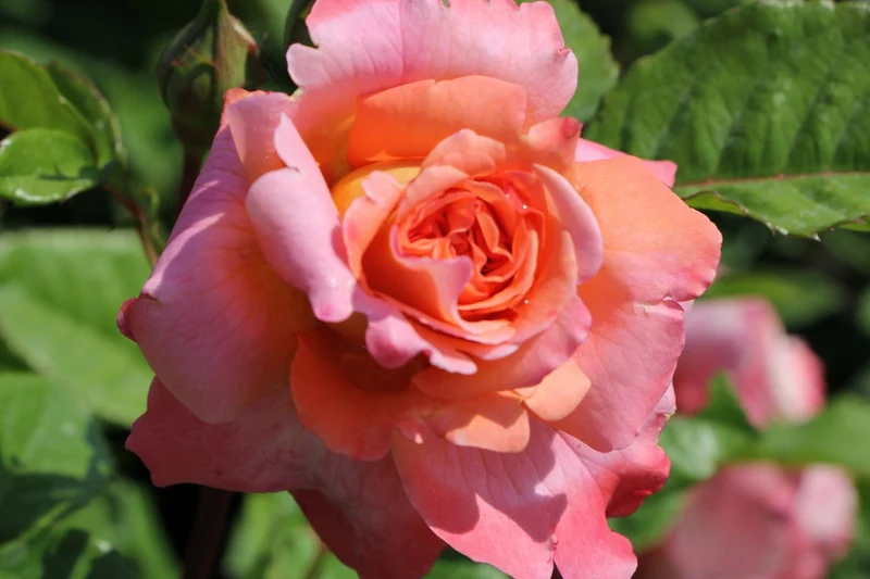 Rose 'Augusta Luise' (Edelrose)