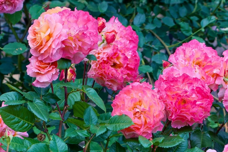 Rose 'Augusta Luise' (Edelrose)