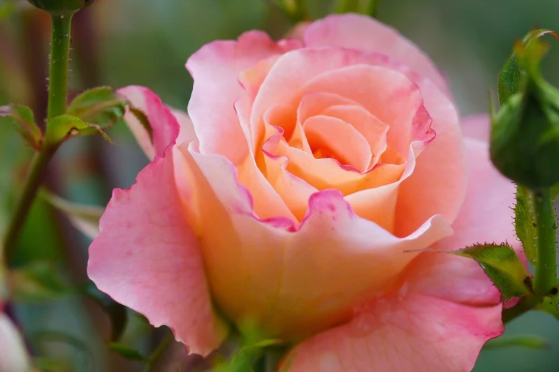 Rose 'Augusta Luise' (Edelrose)