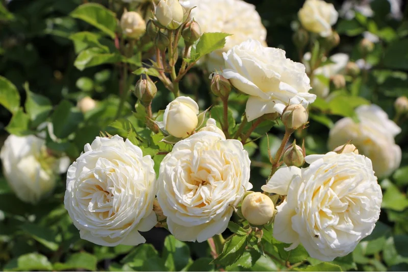 Rose 'Artemis' (Strauchrose)