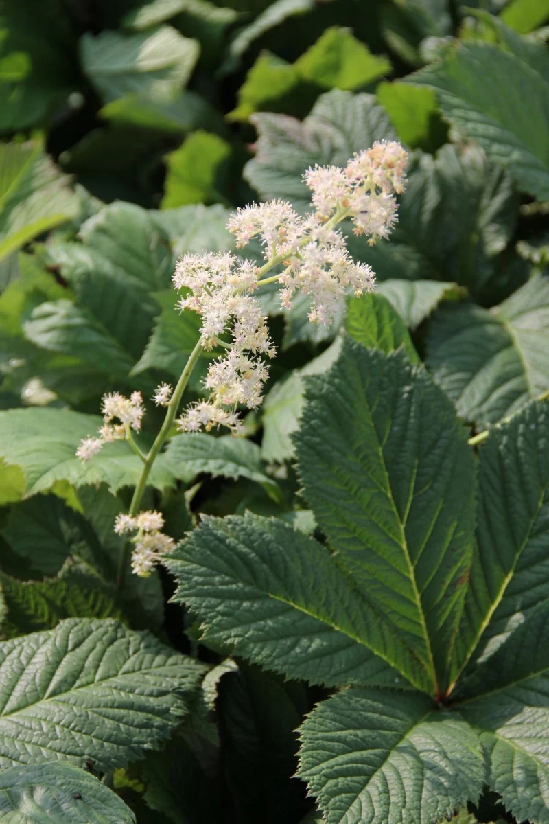 Rodgersia aesculifolia (Kastanienblättriges Schaublatt)