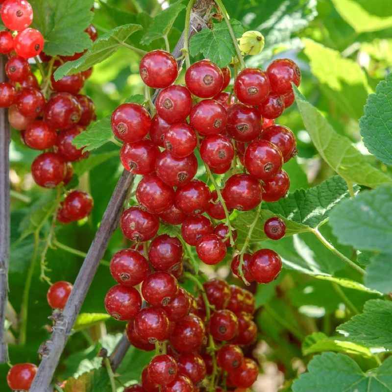 Ribes rubrum 'Jonkheer van Tets' (Rote Johannisbeere)