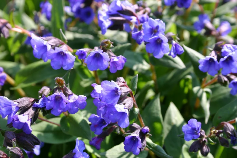 Pulmonaria dacica 'Blue Ensign' (Schmalblättriges Lungenkraut)