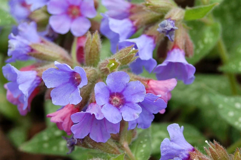 Pulmonaria 'Trevi Fountain' (Großgeflecktes Lungenkraut)