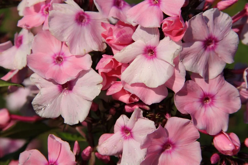Phlox paniculata 'Sweet Summer Fragrance' (Flammenblume)