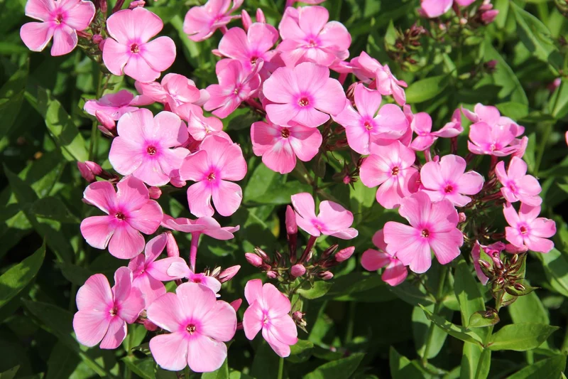 Phlox paniculata 'Sweet Summer Candy' (Hohe Flammenblume)