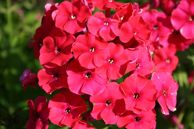 Phlox paniculata 'Red Riding Hood' (Flammenblume)