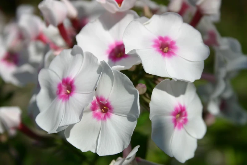Phlox paniculata 'Graf Zeppelin' (Flammenblume)