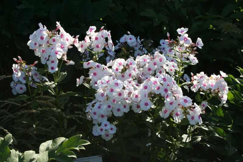 Phlox paniculata 'Graf Zeppelin' (Flammenblume)