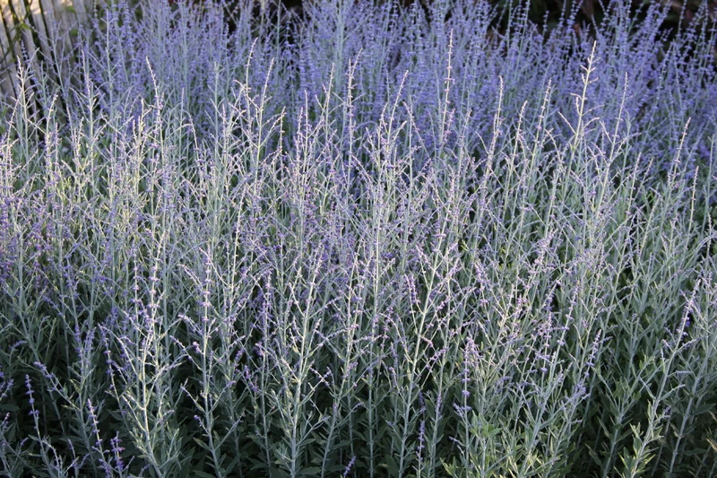 Perovskia atriplicifolia 'Little Spire' (Blauraute)