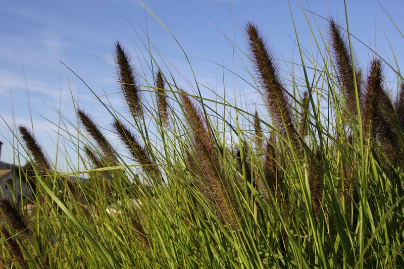 Pennisetum compressum 'Kim's Nightmare' (Federborstengras | Lampenputzergras)