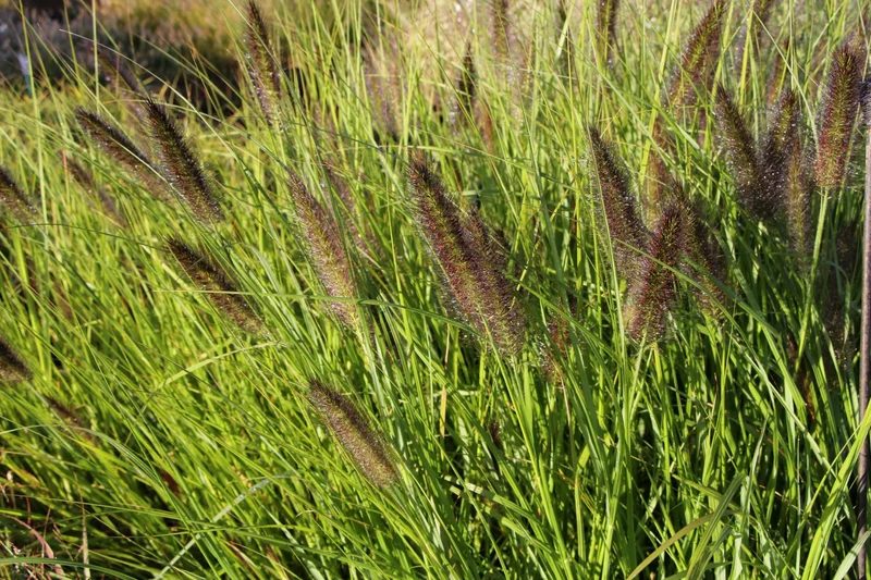 Pennisetum compressum 'Kim's Nightmare' (Federborstengras | Lampenputzergras)