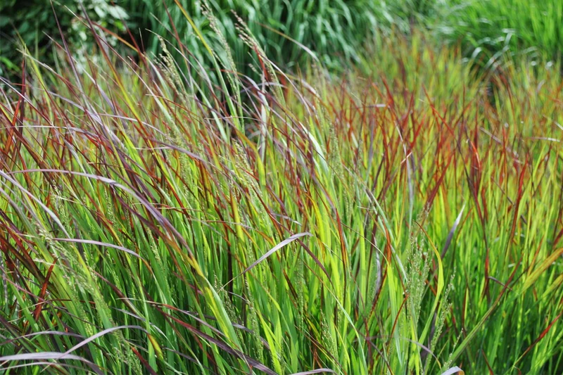 Panicum virgatum 'Shenandoah' (Rutenhirse)