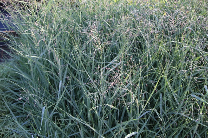 Panicum virgatum 'Prairie Sky' (Rutenhirse)