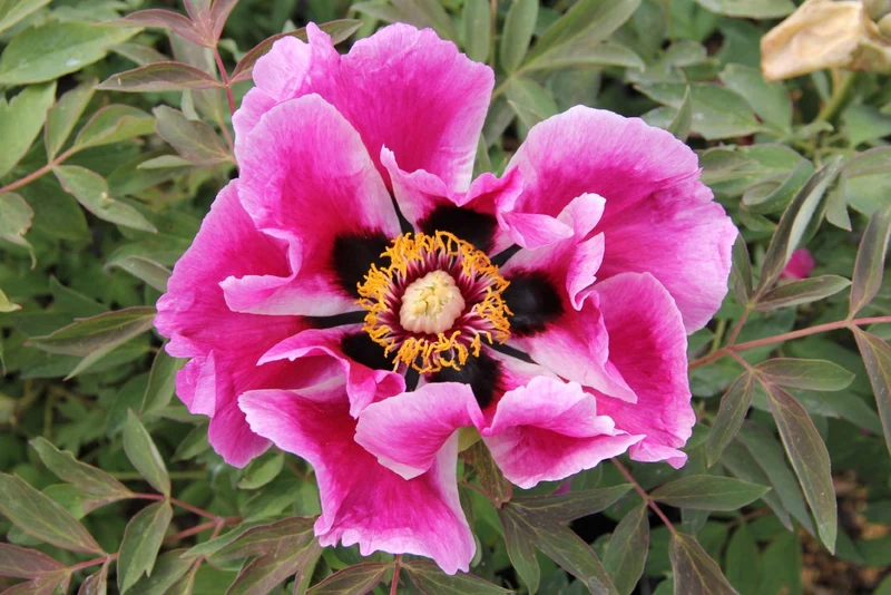 Paeonia rockii 'Ri Yue Tong Hui' (Strauchpfingstrose 'Sonnen- und Mondgleiche')