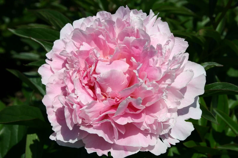 Paeonia lactiflora 'Sarah Bernhardt' (Staudenpfingstrose)