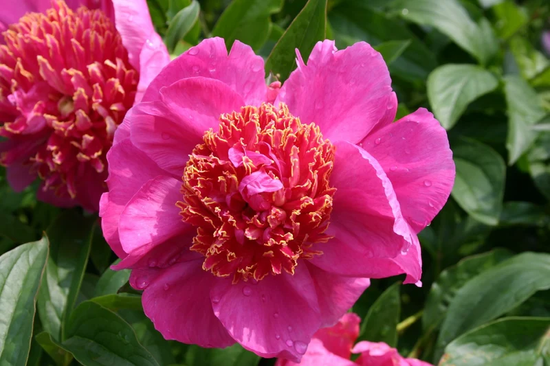 Paeonia lactiflora 'Neon' (Staudenpfingstrose)