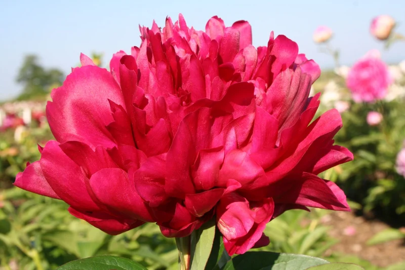 Paeonia lactiflora 'Karl Rosenfield' (Staudenpfingstrose)