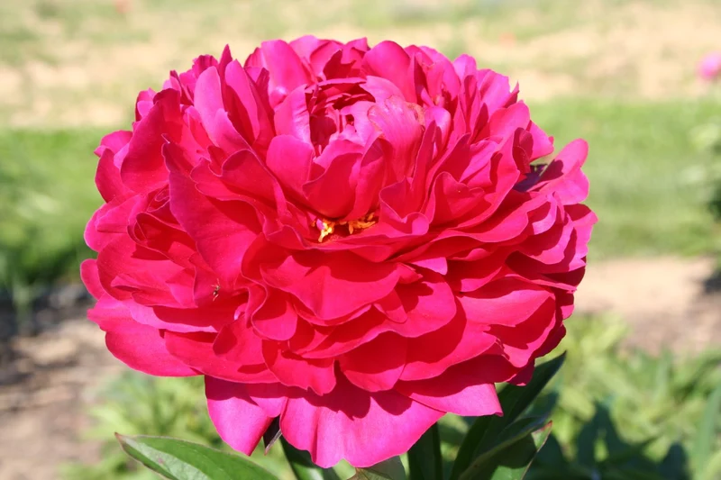 Paeonia lactiflora 'Kansas' (Staudenpfingstrose)