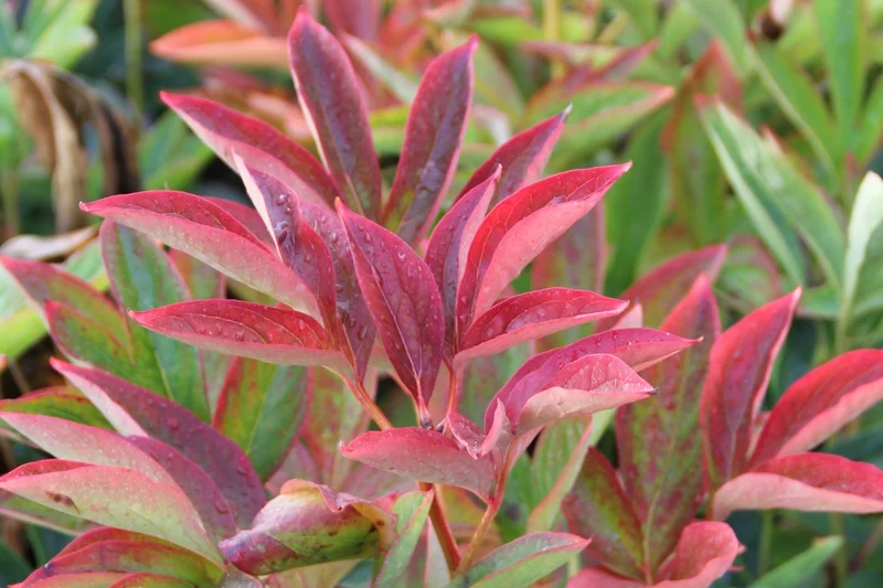 Paeonia lactiflora 'Kansas' (Staudenpfingstrose)