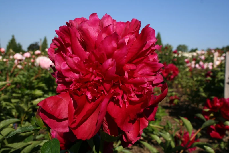 Paeonia lactiflora 'Inspecteur Lavergne' (Staudenpfingstrose)