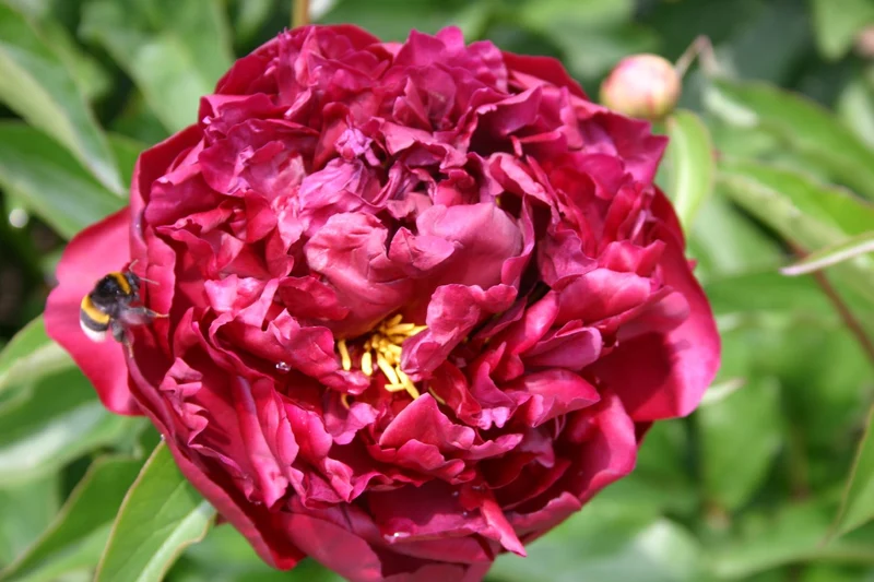 Paeonia lactiflora 'Highlight' (Staudenpfingstrose)