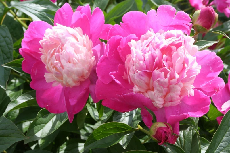 Paeonia lactiflora 'Gay Paree' (Staudenpfingstrose)