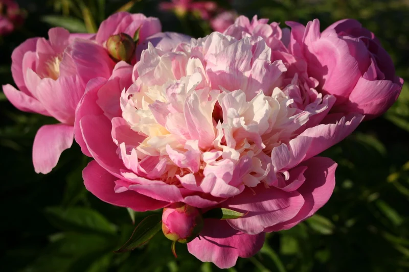Paeonia lactiflora 'Bowl of Beauty' (Staudenpfingstrose)