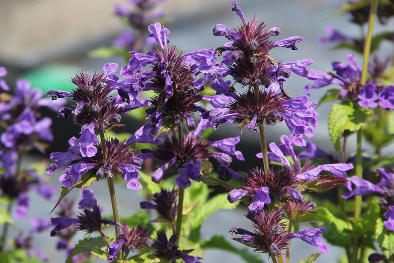 Nepeta kubanica 'Neptune' (Großblumige Katzenminze)