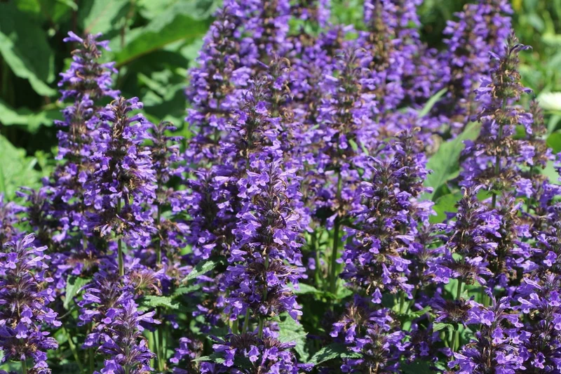 Nepeta kubanica 'Neptune' (Großblumige Katzenminze)