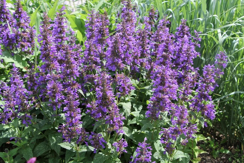 Nepeta kubanica 'Neptune' (Großblumige Katzenminze)