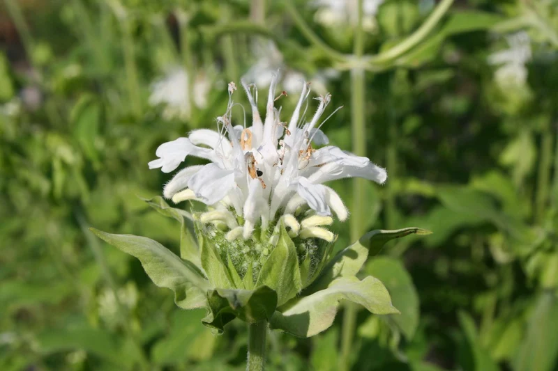 Monarda fistulosa 'Schneewittchen' (Indianernessel)