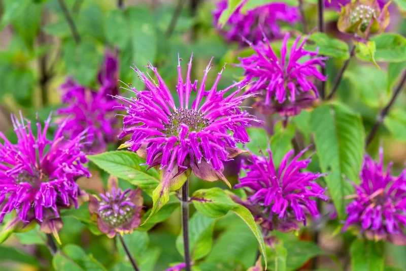Monarda fistulosa 'Prärienacht' (Indianernessel)
